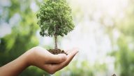 فوائد الأشجار للبيئة
