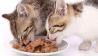 ماهو طعام القطط