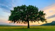 تعبير عن فوائد الشجرة وكيفية المحافظة عليها بالانجليزي