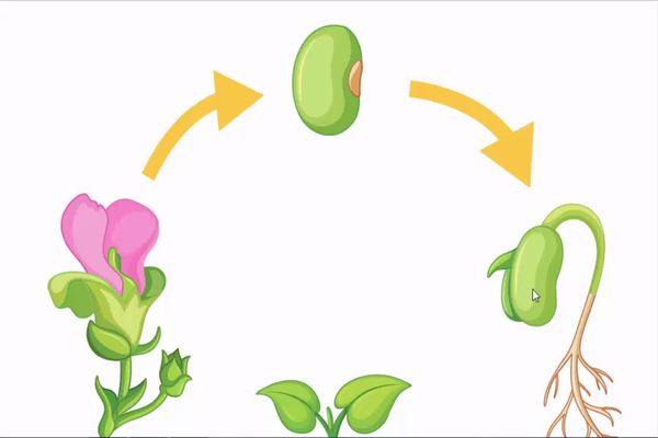مراحل دورة حياة النبات الزهري - مفهرس