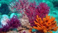فوائد المرجان للشعر