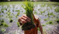 مراحل نمو شجرة الأرز