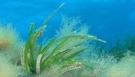 أنواع الطحالب البحرية