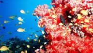 فوائد المرجان البحري
