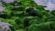تصنيف الطحالب الخضراء