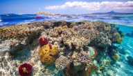 معلومات عن المرجان البحري