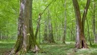 بحث عن استثمار الغابات