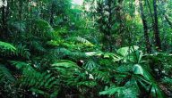 تعريف الغابات الاستوائية