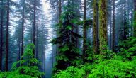 تعريف الغابات الصنوبرية