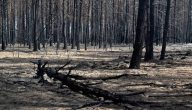نتائج تدهور الغابات