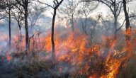 أضرار حرائق الغابات على التربة