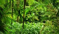 أنواع الغابات الاستوائية