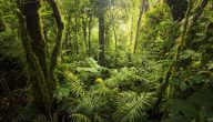 أنواع الغابات وفوائدها