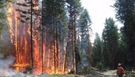 بحث عن حرائق الغابات أسبابها وآثارها