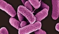 ما هي بكتيريا القولون