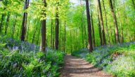 فوائد الغابة وكيفية المحافظة عليها