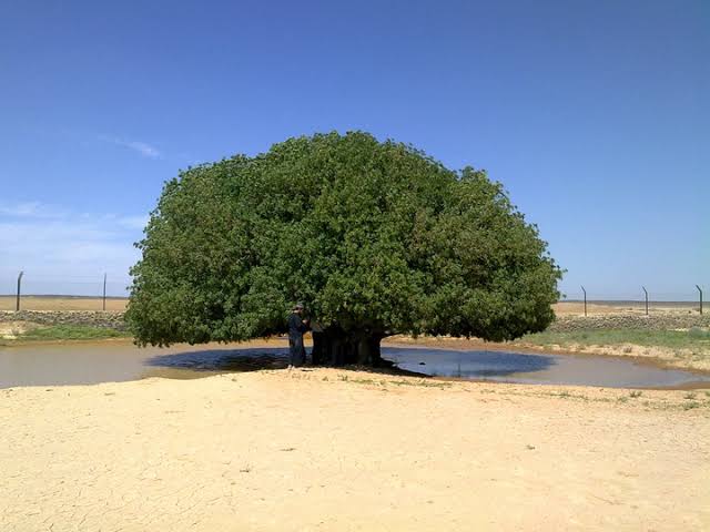 وصف الشجرة