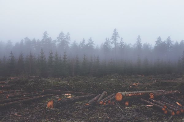 إزالة الغابات وتاثيرها على البيئة