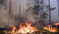مقدمة عن حرائق الغابات