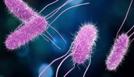 تقرير عن بكتيريا السالمونيلا