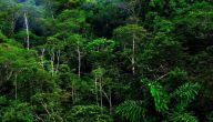 ما هي اهمية الغابات الاستوائية
