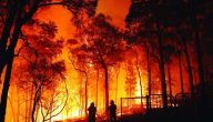 خاتمة عن حرائق الغابات