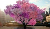 أجمل شجرة في العالم