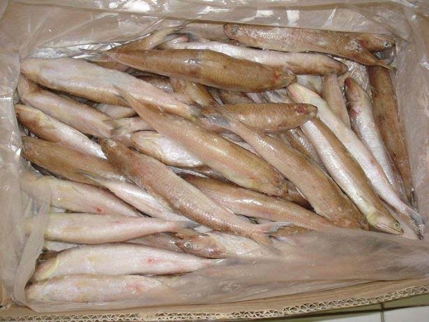 أنواع سمك المكرونة