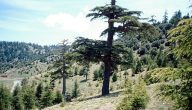 أنواع الأشجار التي تتشكل منها غابات جبال الأطلس وجبال الريف