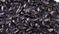 ما هي الحنطة السوداء بالمصري