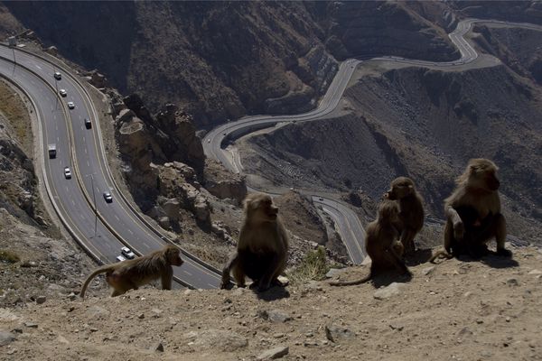 سبب وجود القرود في السعودية