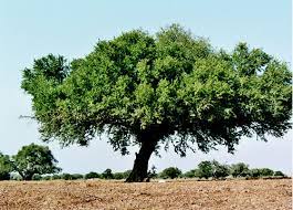 ما هي الدول التي توجد فيها شجرة الاركان؟