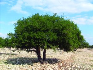 كم تنتج شجرة الاركان؟